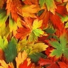 Picture for song 'Autumn Song' by artist 'Malcolm Brown'