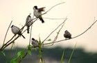 Picture for song 'Birds in the rain' by artist 'Mauw's Beats'