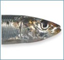 Picture for song 'Pilchards' by artist 'Metaform'