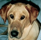 Picture for song 'All You Need Is A Good Dog' by artist 'Midnight Closet Project'