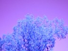 Picture for song 'Tranquility' by artist 'Mourn For Martyrs'