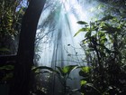 Picture for song 'In The Jungle (Real Music) *FREE DL*' by artist 'Mr.Kooman'