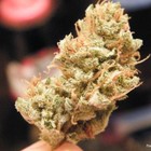 Picture for song 'Turk & Kojak - Where the Weed @? (feat. Krucial)' by artist 'Natural Born Assholes'