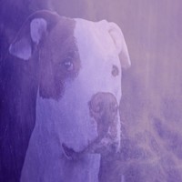 Picture for song 'Dog *FREE DOWNLOAD*' by artist 'Nick Vanelli'