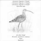 Picture for song 'Numenius Arquata 2' by artist 'Nils-Ole Finbak'