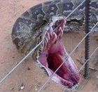 Picture for song 'lazy snakes' by artist 'Not Quite There Yet'