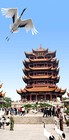Picture for song 'Chinese(SAMPLE)' by artist 'NO WRONG FROM'