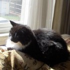 Picture for song 'Goodbye to a Friend' by artist 'Open Heart Trouble'