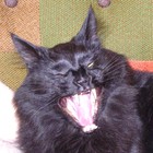 Picture for song 'Oxy Powered Moron - The Fresh Maker (Demo)' by artist 'Oxy Powered Moron'