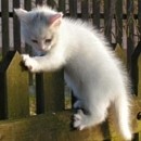 Picture for song 'A Kitten Climbed A Fence' by artist 'Pawel Jurdziak'