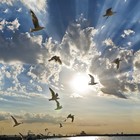 Picture for song 'In the sky' by artist 'Pcast'