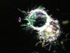 Picture for song 'TEO Alleluia' by artist 'peter cree'