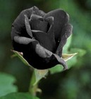 Picture for song 'Black Rose' by artist 'Piano Soulos'