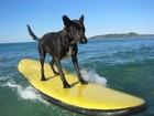 Picture for song 'Northshore Telecaster' by artist 'Pinecats'