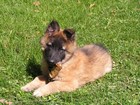 Picture for song 'Puppy's Lullaby' by artist 'Pinecats'