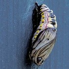 Picture for song 'Chrysalis of pain' by artist 'pseudo sound'