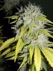 Picture for song 'High Pase Chase' by artist 'Purple Kush Entertainment'