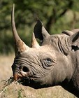 Picture for song 'RHINO (New Beat)' by artist 'PURPS BEATS'