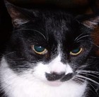 Picture for song 'Cleo The Cat' by artist 'Redneck Martian'