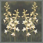 Picture for song 'A many splendoured time' by artist 'Rinaldo'