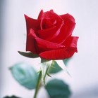 Picture for song '18 A Teardrop Kissed A Rose' by artist 'RobertKellyJustForKids'