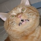 Picture for song 'Street Smart Cat (2007)' by artist 'Robin And The Giant'