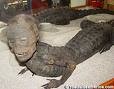Picture for song '#120- Alligator Man (1991)' by artist 'Rob Lincoln'