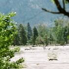 Picture for song 'Calgary Flood' by artist 'RocketRobin'