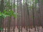 Picture for song 'Plastic Trees and the Plastic Forest' by artist 'Sci1ence'