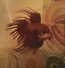 Picture for song 'Im down' by artist 'selfmadecash 2sicc'