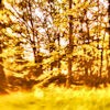 Picture for song 'warmth' by artist 'skulkey'