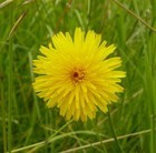 Picture for song 'svakodnevne stvari' by artist 'SLADKA'