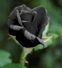 Picture for song 'black rose' by artist 'solo-c'