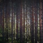 Picture for song 'Whispering Trees' by artist 'Somnam'