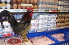 Picture for song 'Plastic Chicken electric version' by artist 'Songs For Tropical Fish'
