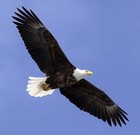 Picture for song 'Evermore (Fly Free).mp3' by artist 'SPiVEY Sounds'