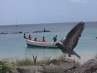 Picture for song 'Fly Away' by artist 'Steele Hart'