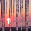 Picture for song 'She's Given all her Icicles Away (Remastered)' by artist 'Strange Lights'