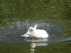 Picture for song 'Swan Feathers' by artist 'Sue B'