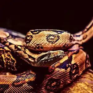 Picture for song 'Python' by artist 'ThatsMaddison'