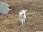 Picture for song 'Mary's Rockin' Ltl Lamb' by artist 'The Al Love Experience'