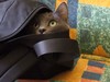 Picture for song 'Bag of Tin Cats' by artist 'The Big Beautiful Nothing'