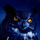 Picture for song 'Night Owl' by artist 'The Conflux'