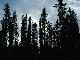 Picture for song 'A Walk in the Woods' by artist 'Thee Governess'