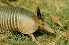 Picture for song 'Armadillo Eyes' by artist 'The Happy Hour'