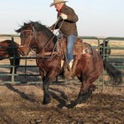 Picture for song 'the Cowboy Song' by artist 'The Pugtones'