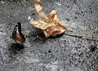 Picture for song 'Rainy Day' by artist 'The Real Young D'