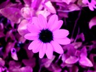 Picture for song 'Grace's Favor' by artist 'The Reverent One'