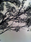 Picture for song 'Without Words' by artist 'Thymos'