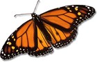 Picture for song 'Butterfly' by artist 'Tommy Willis'